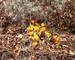 Gelbe Blüten