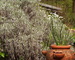 Lavendel und Schnittlauch
