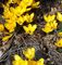 Eine Kolonie gelber Blumen