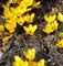 Gelbe Blumen